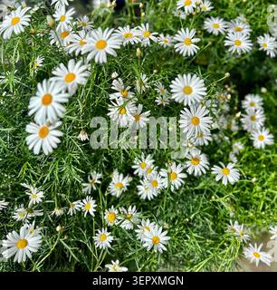 White Marguerite Daisy Flowers Blooming in Garden, Perth Australia, Floral Background. Stock Photo