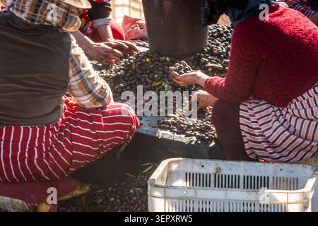 We stopped along a road in Morocco, to engage with these ladies picking and sorting olives on agricultural land. Stock Photo