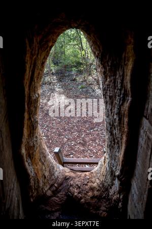 View from inside hollow walk through tree on Beedelup Falls trail in Greater Beedelup National Park, Western Australia, 11 July 2025 Stock Photo