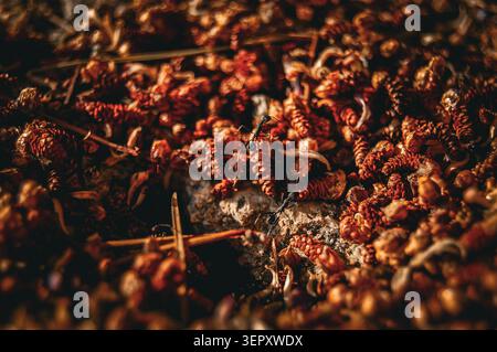 Ants walking out of colony Stock Photo
