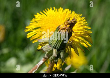Detail of a closing yellow flower head of Dandelion Taraxacum officinale after blooming on a green meadow Stock Photo