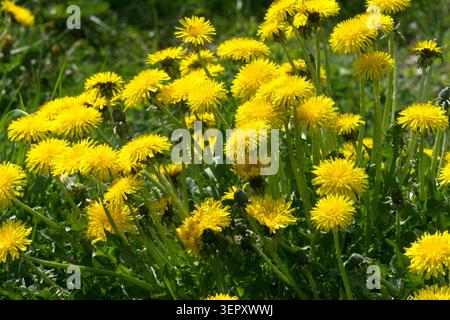 Detail of bright yellow flowers of Dandelion Taraxacum officinale on a green meadow in a Spring Garden Stock Photo