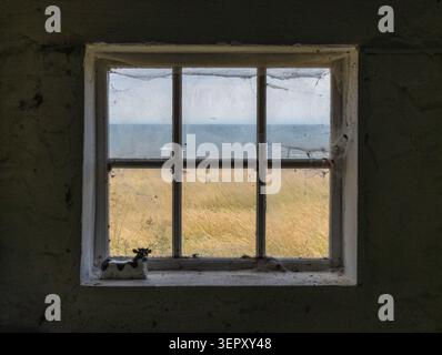 Cow on Windows Sill with Sea View Stock Photo