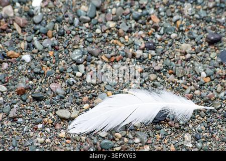 White Gull feather on a beach Stock Photo