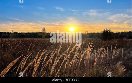 Beautiful sunset landscape over wild autumn meadow. In foreground, tall dry grass is illuminated by warm golden light of setting sun In the background Stock Photo