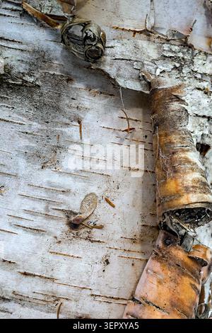 A close up of Birch Bark peeling Stock Photo