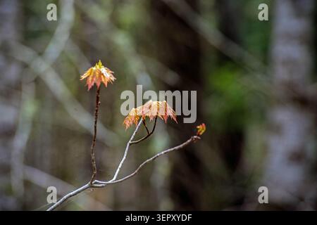New Maple leaves emerging in the spring Stock Photo
