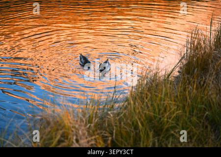 Two ducks swim across a mountain pond creating concentric ripples illuminated by warm evening light. Peaceful wildlife scene with golden reflections and shoreline grasses in an alpine setting Stock Photo