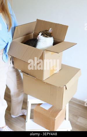 Curious tabby cat sitting in a cardboard box during moving day, illustrating relocation, pet ownership and a cozy new home. Stock Photo