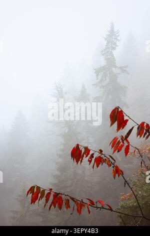 Red autumn leaves emerge from dense mountain fog in the Dolomites. Atmospheric woodland scene with misty forest and soft natural light Stock Photo