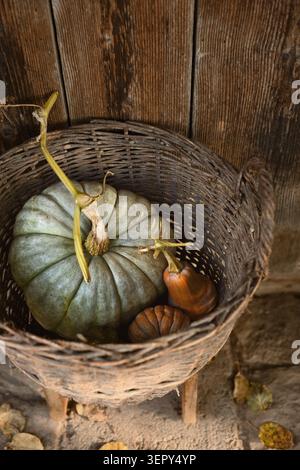 Green pumpkin with small gourds in wicker basket on rustic wooden surface. Autumn still life with squash and natural harvest concept Stock Photo