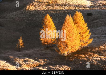 Golden larch trees stand illuminated on a frosty alpine meadow in the Dolomites. Minimal autumn landscape with warm sunlight and isolated woodland subjects Stock Photo