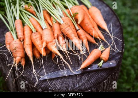 Fresh carrots with greens arranged on dark wooden stump, top view. Organic vegetables with natural texture Stock Photo