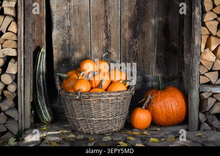 Basket filled with small pumpkins beside rustic wooden wall and firewood stack. Cozy fall composition with squash and Thanksgiving harvest styling Stock Photo