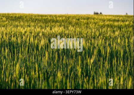 Close-up view of barley (Hordeum vulgare) growing in an agricultural field, green grain heads swaying in the wind, capturing rural farmland landscape Stock Photo