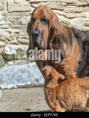 a bloodhound dog and an oriental cat friends together Stock Photo