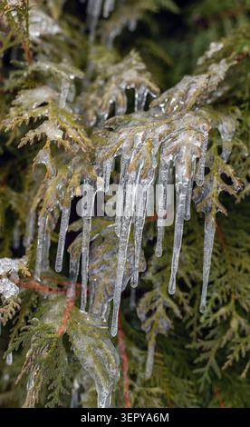 Icicles hanging in the Fir Branch on spruce Stock Photo
