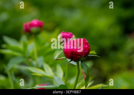 Deep pink peony  'Peachy Rose' flower buds (Paeonia) emerging in a lush garden, captured in soft natural light with selective focus. Stock Photo