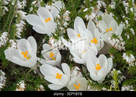 White flowers of Spring Crocus vernus 'Jeanne d'Arc' blooming through white Winter Heath Erica carnea 'Springwood White' in Garden Stock Photo