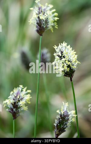 Blackish-purple inflorescences with yellow anthers of Balkan Blue Grass Sesleria heufleriana on a blurry grass background in a Spring Garden Stock Photo