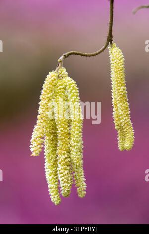Yellow male catkins of Common Hazel Corylus avellana 'Contorta' on a branch on a blurry pink background in a Spring Garden Stock Photo