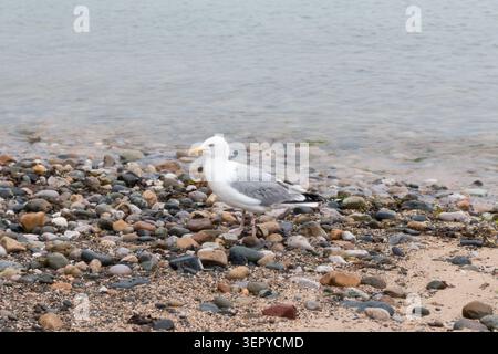 European Herring Gull (Larus argentatus) standing on beach in Llandudno, North Wales. Stock Photo