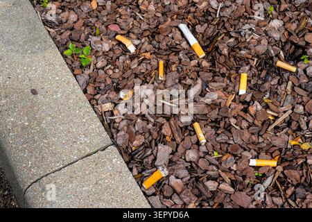 Cigarette butts discarded in landscaping mulch near a sidewalk, illustrating littering, pollution and environmental impact Stock Photo