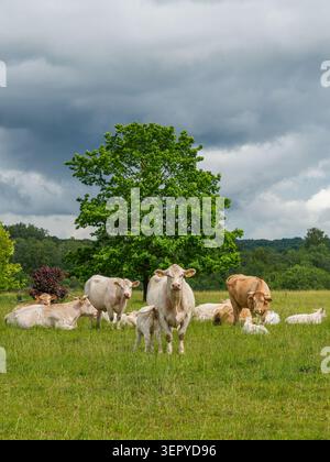 Cows and a young calf resting and grazing on a lush meadow under dramatic clouds, creating a peaceful summer rural landscape Stock Photo