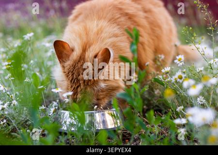 Photo Stock Photo