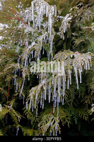 Icicles hanging in the Fir Branch on spruce Stock Photo