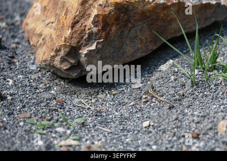 Small lizard ophisops elegans basking on gray gravel near a big stone.  Detailed close up of a wild little lizard camouflaged on a rocky ground in sum Stock Photo