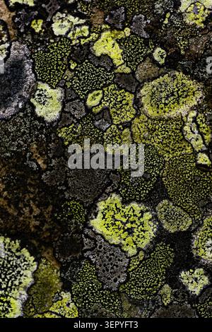 A detailed macro shot of a complex micro-ecosystem featuring interlocking grey, black, and bright chartreuse green lichen species on a rustic weathere Stock Photo