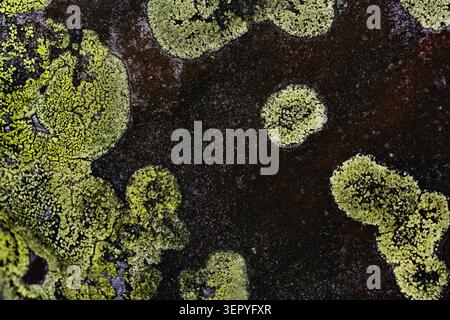 Macro photography of distinct, separate islands of yellow-green crustose lichen scattered across a dark, rustic, and weathered alpine rock face, creat Stock Photo