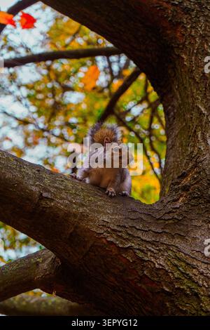An eastern gray squirrel perched on a thick tree branch surrounded by beautiful autumn foliage with orange and yellow leaves. Vertical shot. Stock Photo