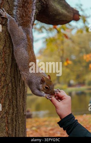 Close-up of a gray squirrel climbing down a tree trunk to take food from a human hand in an autumn park. Vertical concept. Stock Photo