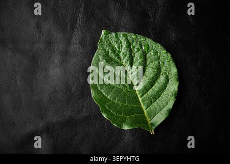 Green leaf with water drops on black leather surface emphasizing nature and freshness Stock Photo