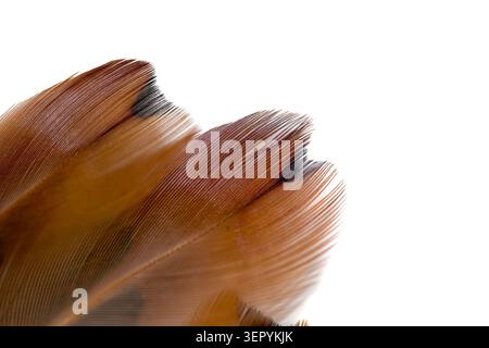 Macro close-up of soft brown striped bird feathers isolated on pure white background. Stock Photo