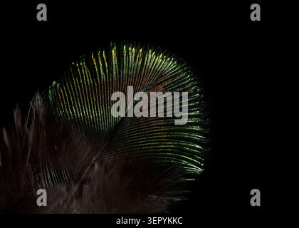 Golden green iridescent peacock bird feather macro shot with deep contrast on black background. Stock Photo