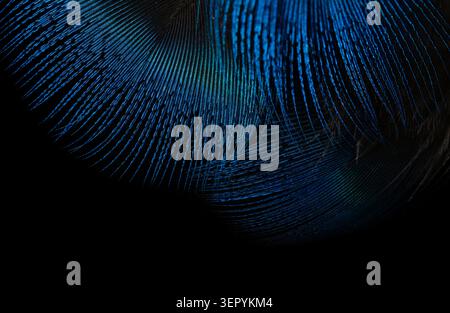 Extreme macro photography of layered electric blue peacock feathers creating a fluid abstract background. Stock Photo