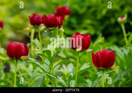 Deep red peony buds (Paeonia ‘Mahogany’) emerging after rain in a lush garden, with water droplets on petals and soft green foliage. Stock Photo