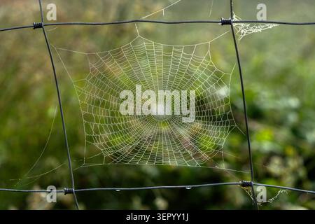 Perfect geometric spider web covered in morning dew drops shining on a metal wire fence with a blurred green background Stock Photo