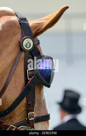 17.06.2025, United Kingdom, Windsor, Ascot - Close-up: A police horse wearing UV-protective goggles. 00S250617D707CAROEX.JPG [MODEL RELEASE: NO, PROPE Stock Photo
