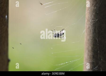 20.06.2025, Germany, Lower Saxony, Hannover - A fly is caught in a spiderweb. 00S250620D809CAROEX.JPG [MODEL RELEASE: NOT Applicable, PROPERTY RELEASE Stock Photo