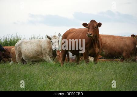 Mixed breed cattle grazing in green pasture under overcast summer sky Stock Photo