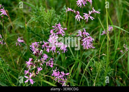 Lychnis cuckoo flower in a spring meadow.Lichnis, also known as “cuckoo flower” or “meadow carnation,” is a plant with inflorescences consisting of pu Stock Photo