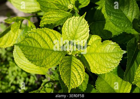 Close up of a hydrangea plant showing bright green and lime colored leaves under bright sunshine with small flower buds starting to form in the center Stock Photo