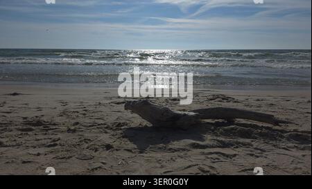 Driftwood on sandy Baltic Sea beach with sunlit waves and seagull flying overhead, Lithuania. Stock Photo