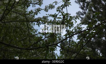 White apple blossoms on tree branches against blue sky in summer, Lithuania Stock Photo