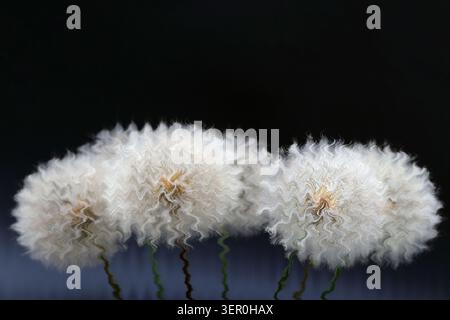 Beautiful fluffy dandelion seed heads with creative wave effect on dark isolated background. Close up of abstract floral distortion with professional Stock Photo