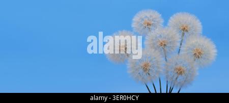Fluffy dandelion seed heads with fresh water drops on vibrant isolated sky background. Close up of delicate seasonal botany with professional layout t Stock Photo
